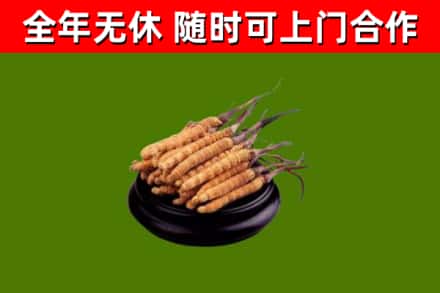 曲江区烟酒回收冬虫夏草.jpg
